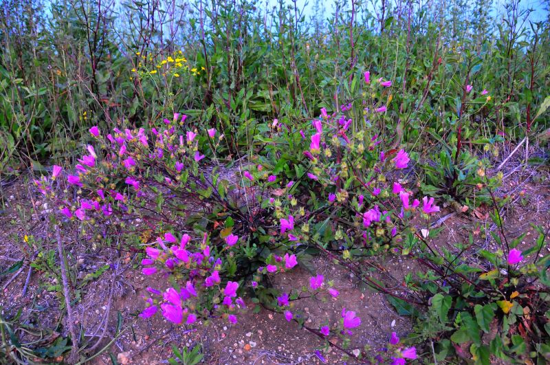pianta dai fiori rosa acceso - Malope malacoides